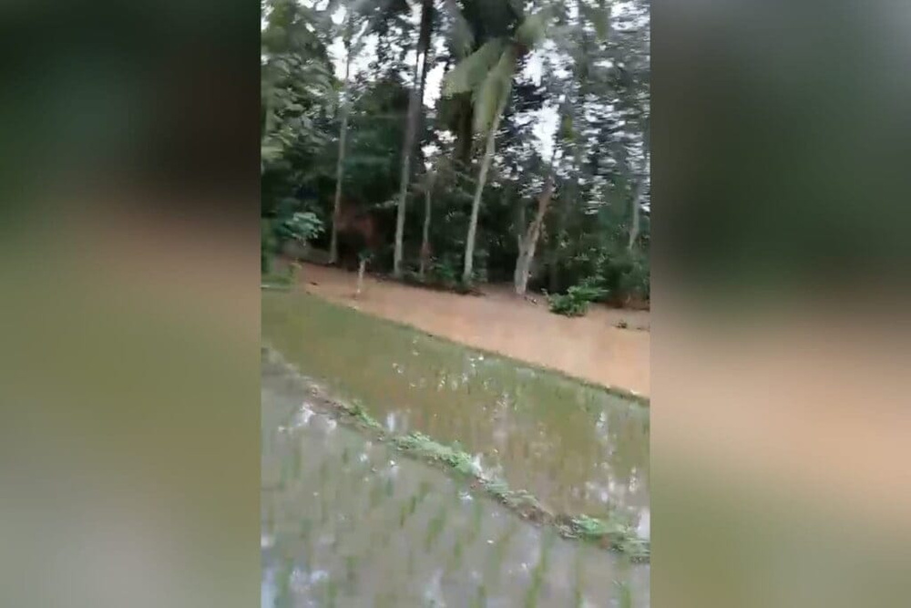Lahan Padi di Natar Banjir Pertama Kali Setalah Puluhan Tahun