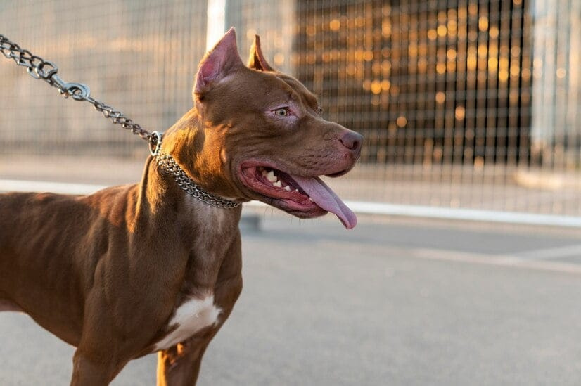 Tragis, Pria ini Tewas Diserang Anjing Pitbull Peliharaan Sendiri