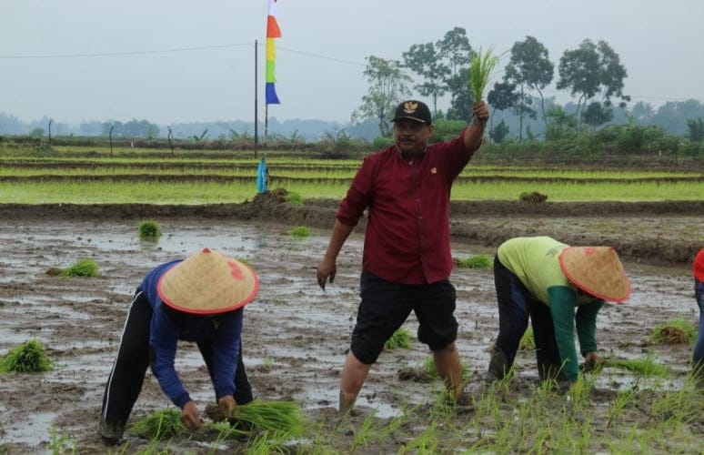 Petani Lamteng Terancam Gagal Panen Akibat Serangan Jamur Padi