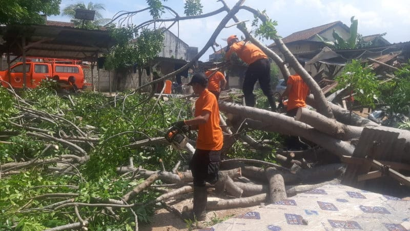 Pohon Tumbang di Telukbetung Selatan Timpa 4 Warung
