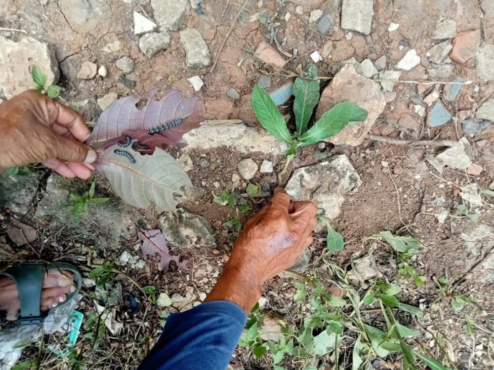 Ulat Bulu Serang Warga Ditebar Racun