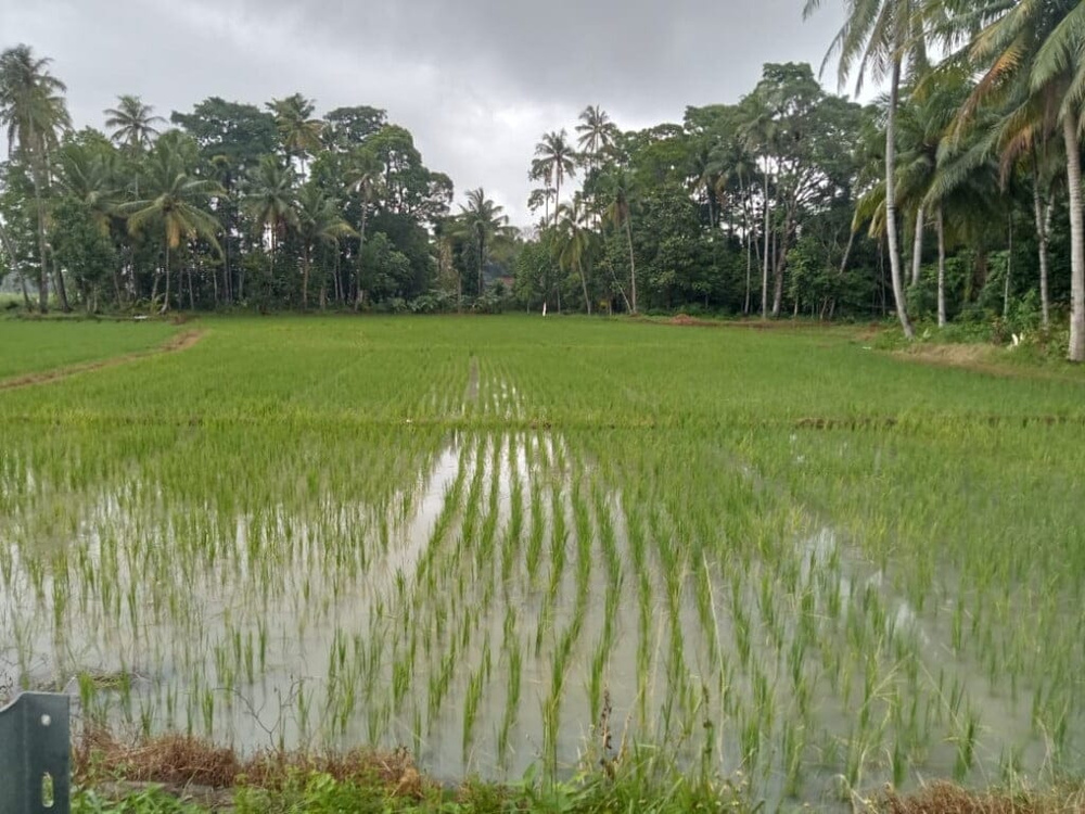 Petani Kecamatan Krui Selatan Berharap Hasil Panen Maksimal